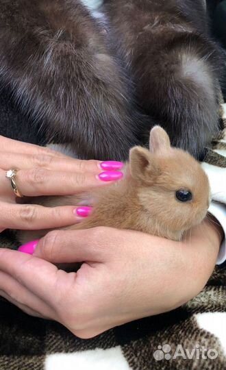 Самые маленькие кролики