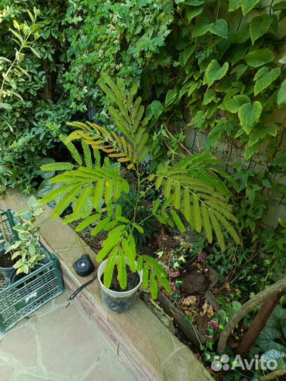 Альбиция, Ленкоранская акация