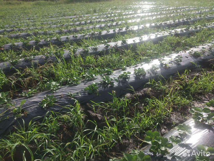 Рассада клубники, земляника садовая