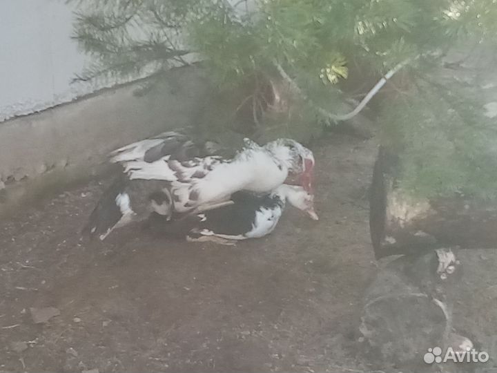 Мускусные утки