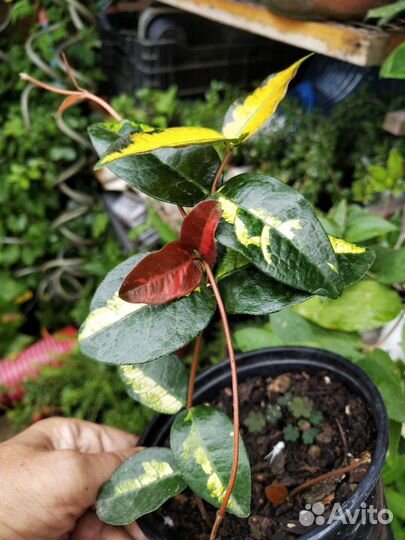 Лаванда, спиреи, розмарин, бересклеты, жимолость