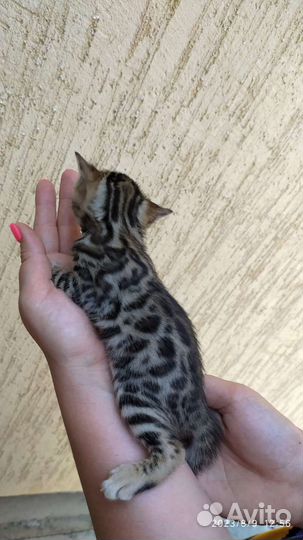 Бенгальские котята