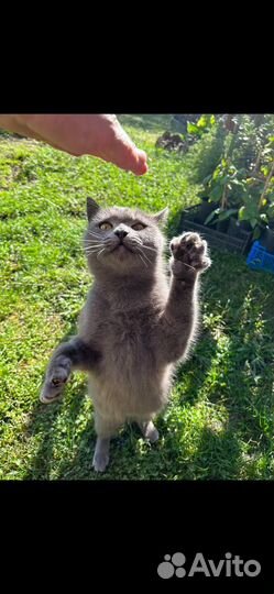 Кошка в добрые руки бесплатно