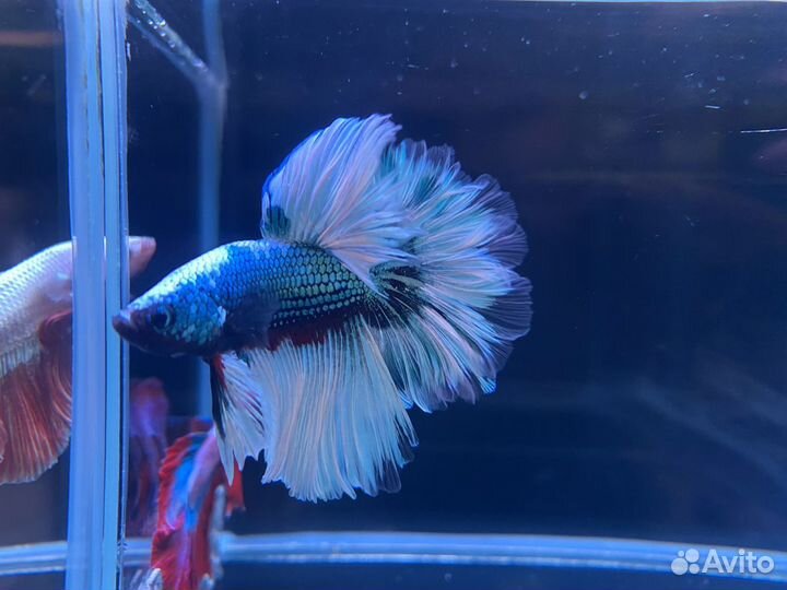 Рыбка Петушок