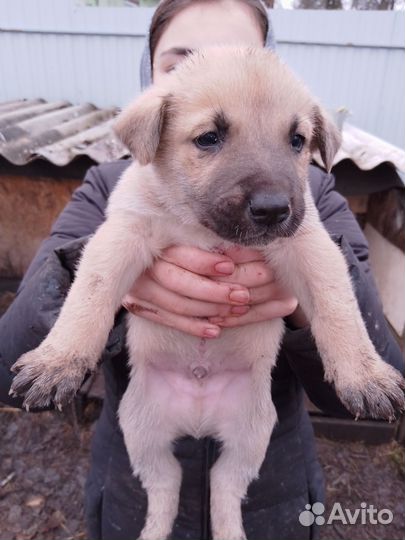 Щенки хаски