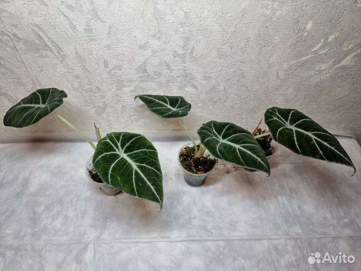 Алоказия Блэк вельвет, Черный Бархат