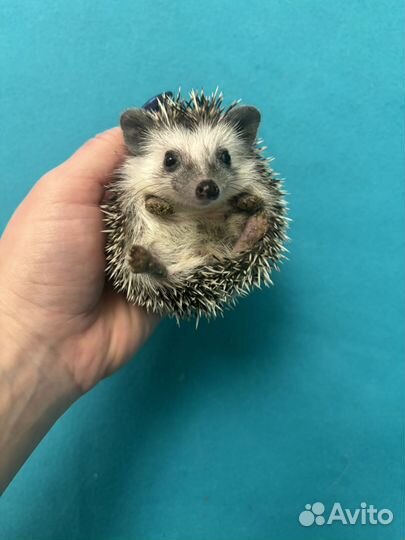 Африканские ежи - ручные ежата. Питомник. Доставка