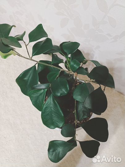 Фикус триангулярис