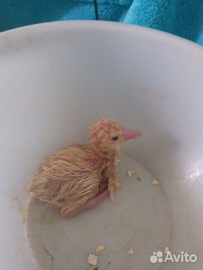 Цыплята бройлеры. Индюшата. Гусята