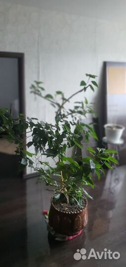 Китайская Роза