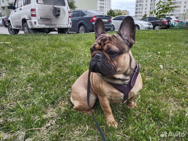 Вязка собак французский бульдог