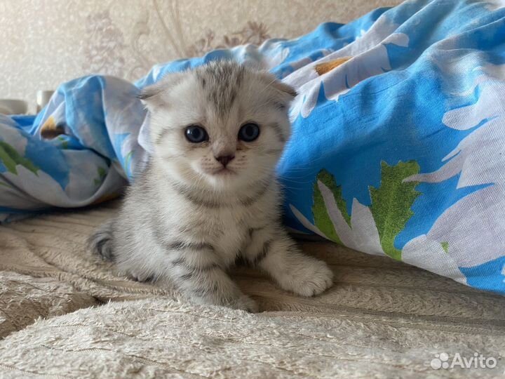 Вислоухие котята