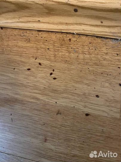 Дезинсекция Клопов,Тараканов,Блох/ Дезинфекция