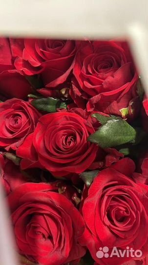 Розы с крупным бутоном 60 см