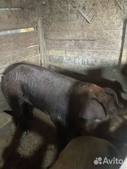 Дюрок кабан