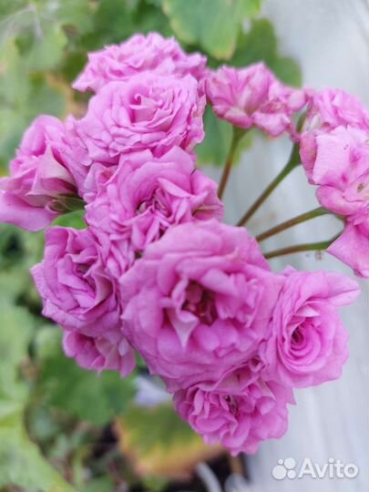 Пеларгония герань