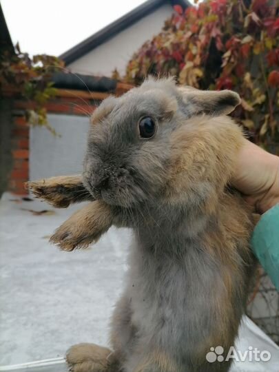 Кролик