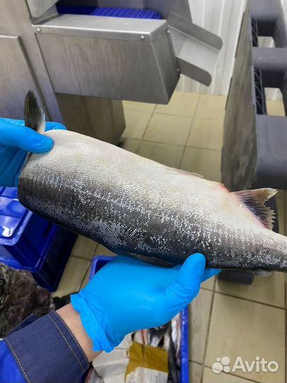 Рыба. Свежая. Мороженая. Оптом. 2023г