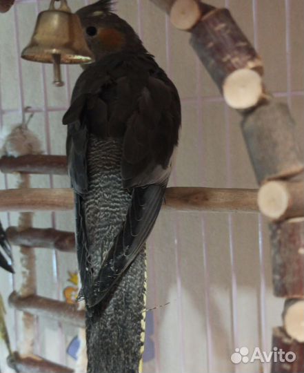 Попугай корелла самка