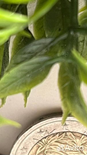 Монета 2 евро