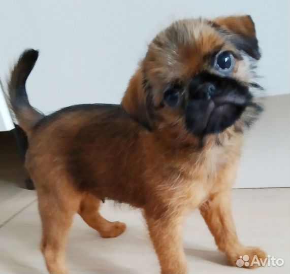 Щенок гриффона