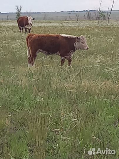 Телята бычки