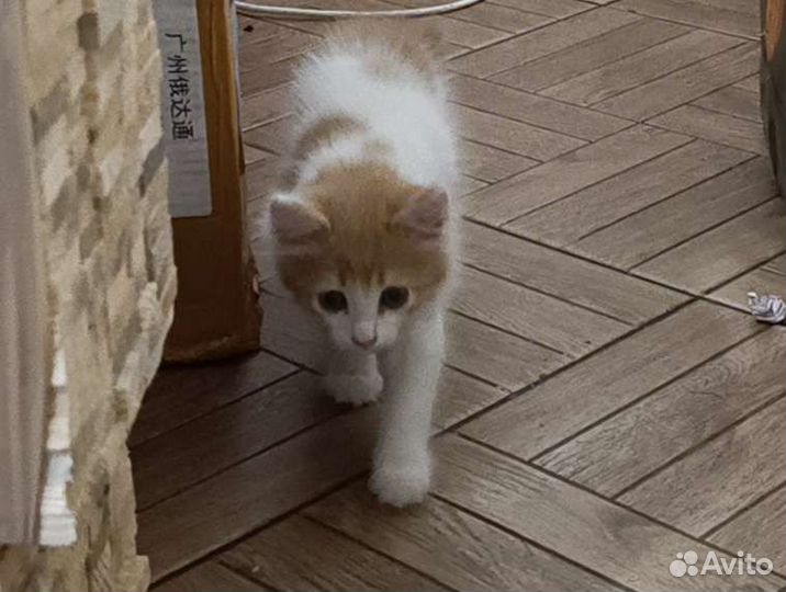 Кошка в дар бесплатно