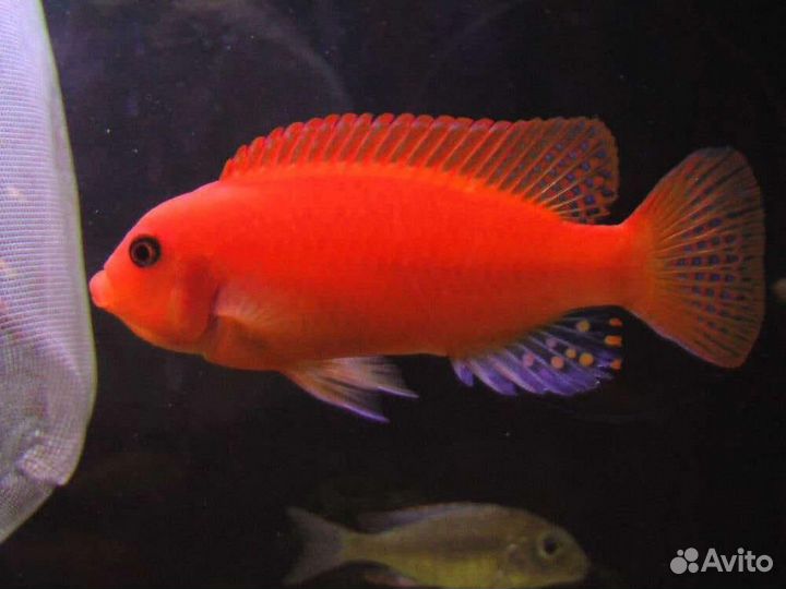 Аквариумные рыбы