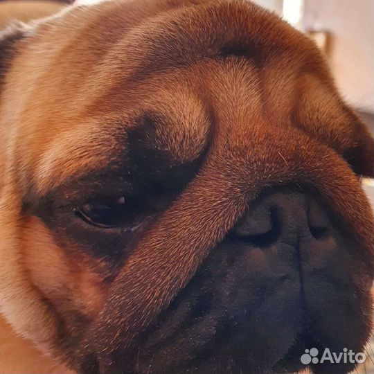 Мопсик вязка