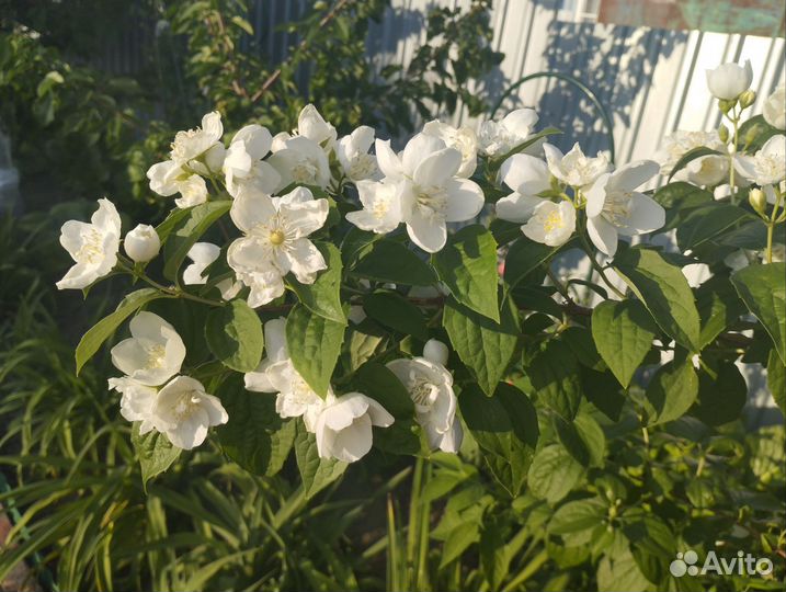 Декоративные кустарники