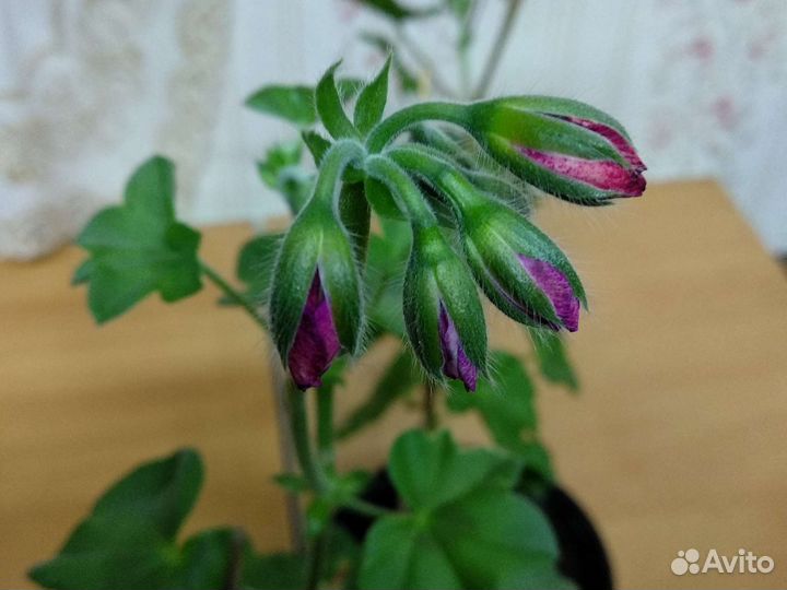 Герань плющелистная и ампель