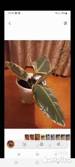 Фикусы, калатеи