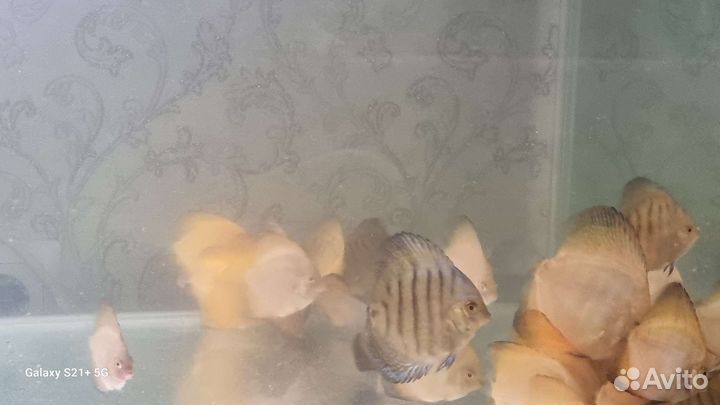 Продам дискусов