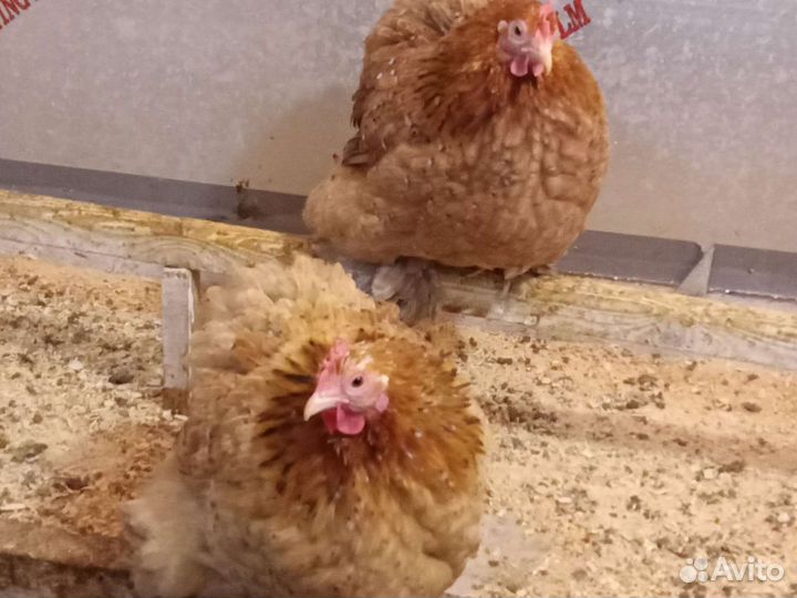 Яйцо Карликового Кохинхина, цыплята