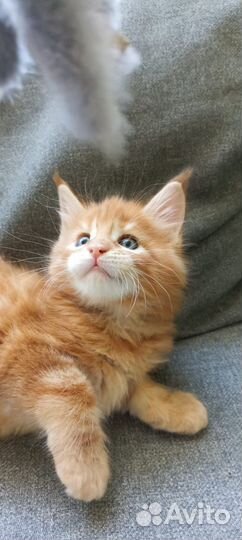Котёнок Мейн-Кун