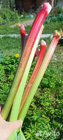 Ревень саженцы корень