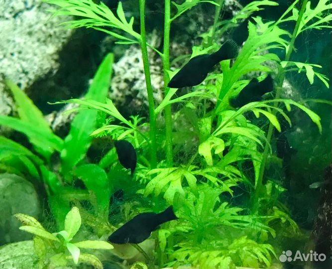 Гуппи ковровые, Велифера,Креветки чери, Сомики