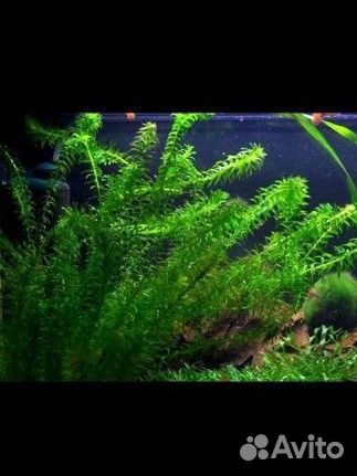 Водоросли для аквариума