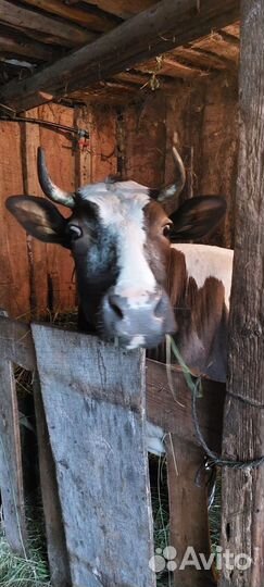 Продается корова