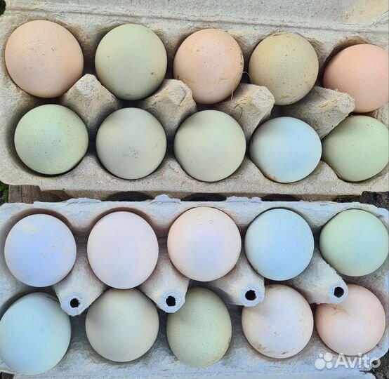 Домашние индюшиные. куриные яйца, цена за десяток