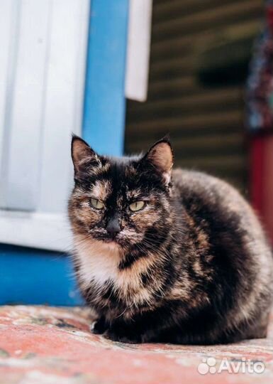Трехцветная кошка в дар
