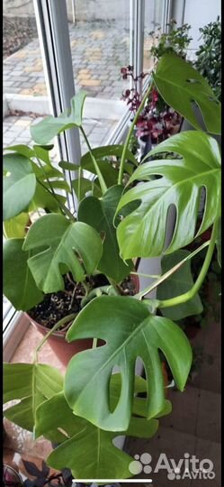 Комнатные цветы, кротон, уличные цветы