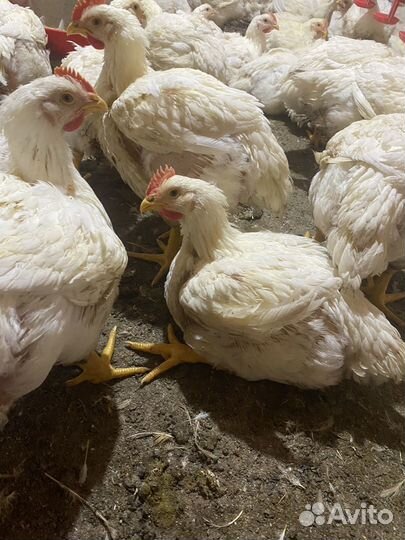 Куры бройлеры
