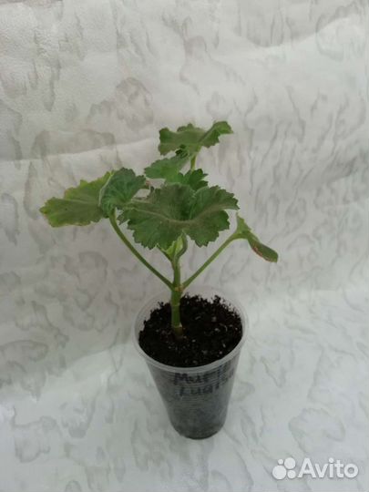 Пеларгония Marie Louisa