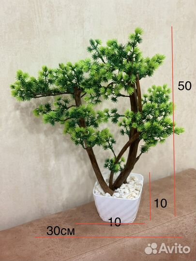 Дерево бонсай