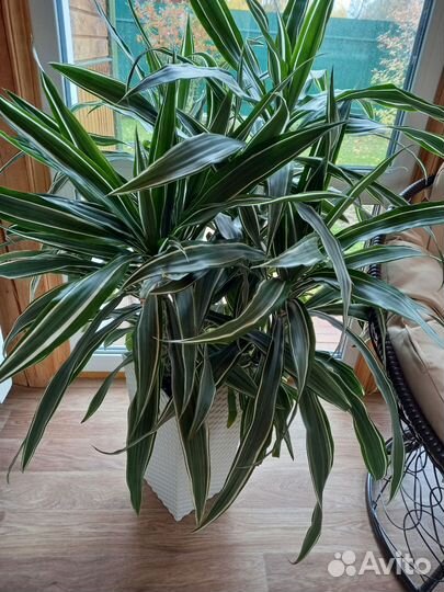 Драцена Драгон Вайт