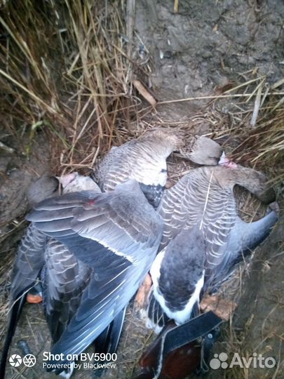 Чучела гусей