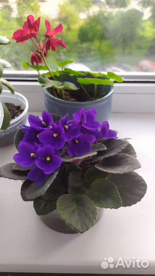 Цветы домашние и садовые