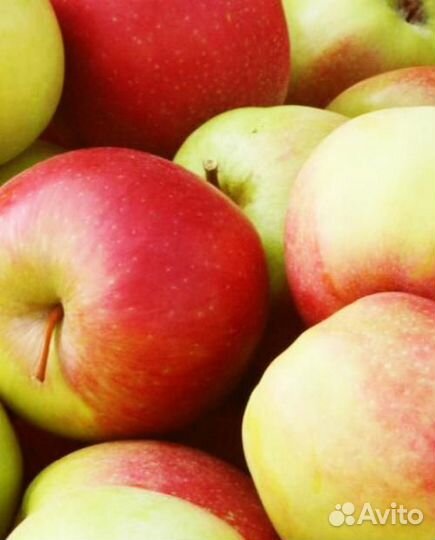 Продам Яблоки