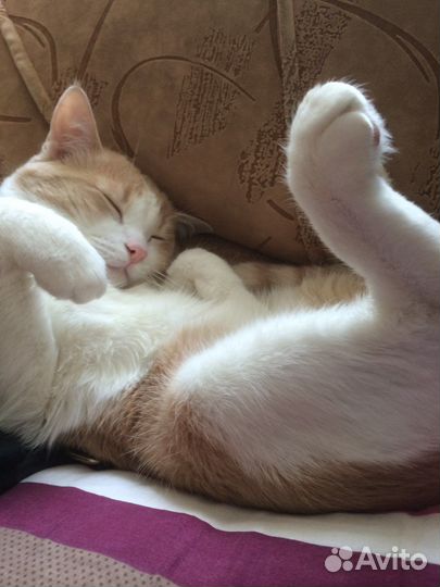 Котик ищет дом